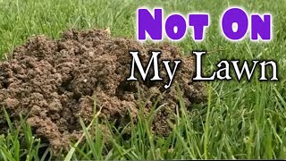 Gotta Stop This Mole From Destroying My Lawn [upl. by Eenaej]