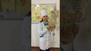 Анатомия Остеология Аяқ ұшы сүйектері Tarsus Metatarsus Phalanges digitorum pedis [upl. by Correna]