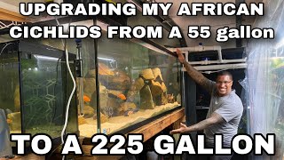 UPGRADING MY AFRICAN CICHLIDS FROM A 55G to 225G [upl. by Dlawso]