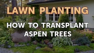 How to Transplant Aspen Trees [upl. by Priscella]