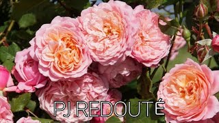 사심가득 빵주의 위시리스트 기요Guillot편 PJ REDOUTÉ [upl. by Ardet]