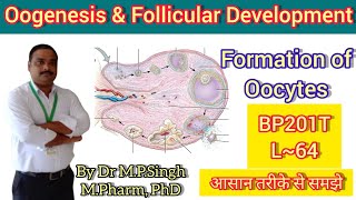 Oogenesis amp Follicular Development  Female Reproductive System  HAPII  BP201T  L64 [upl. by Swigart]