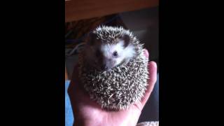 Pet hedgehog rolled in a ball [upl. by Stillas]