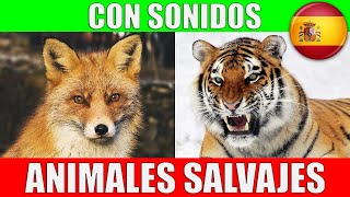 ANIMALES SALVAJES para Niños Pequeños en Español  Sonidos y Nombres  Video Educativo [upl. by Ivy]