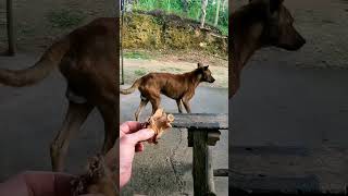 Sharing My Meal with Dogs in Bohol Philippines 🇵🇭 [upl. by Fredrika]