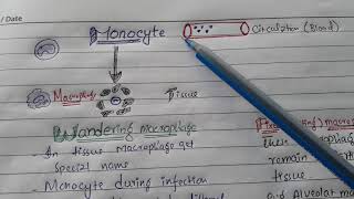 Learn Macrophage with types in less than 2 minutes [upl. by Atiuqaj52]