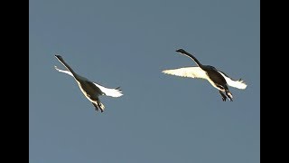 Swans Flying Overhead [upl. by Courtland386]