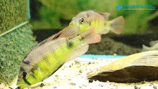 Haplochromis aeneocolor [upl. by Terrill571]