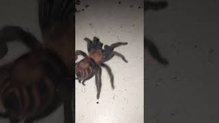 Davus Pentaloris short tarantula nature video all [upl. by Gessner]