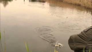 Fishing catching roach and rudd with macaroni Pike attacks hooked fish 4 times [upl. by Akeim]