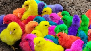 Menangkap ayam lucu ayam warna warni ayam rainbow bebek angsa ikan hias ikan cupang kelinci [upl. by Kciwdahc]