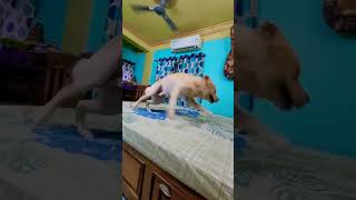 Kati raat🤣 comedy funny shortvideo dogowner coco doglover pets labrador trending dogs dog [upl. by Nancie]