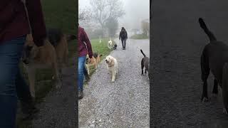 Wir gehen ohne Leine an einem Hofhund vorbei lebenmithund offleash hundeblog [upl. by Nortna]