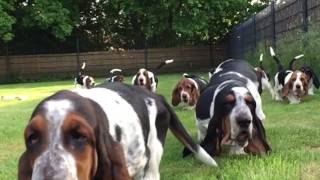 Basset Puppies Run [upl. by Riannon152]