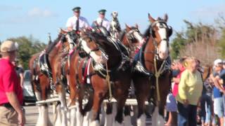 Budweiser Clydesdales visit Tampa Bay [upl. by Thorwald739]