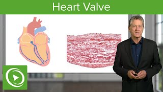 Heart Valve Valve amp Regulation – Histology  Lecturio [upl. by Maryanne749]