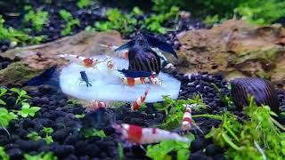 Keeping Neocaridina and Caridina Shrimp Together [upl. by Risser653]