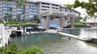 Waikoloa Village Hawaii  Hilton Waikoloa Village  Full Tour 2018 [upl. by Anceline435]