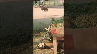 🦌Blackbuck 🦌Animal birds fish parrot TRWP [upl. by Driscoll]