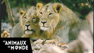 Au royaume des Lions dAsie  Inde  Passion sauvage [upl. by Mochun88]