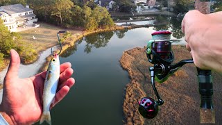 FISHING Saltwater Ponds With LIVE BAIT for Whatever Bites [upl. by Lette]