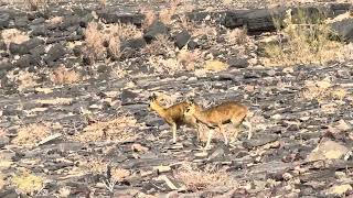 Rock jumpers Klipspringer in Fish River Canyon [upl. by Earazed]