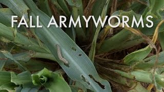 Fall Armyworms Identification Damage Indications and Control [upl. by Nired]