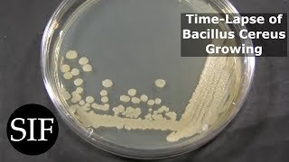 Time Lapse of Bacteria  Bacillus Cereus  Growing in Petri Dish [upl. by Serena]