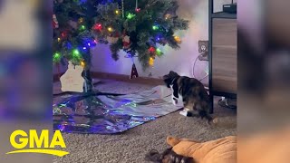 Tin foil hack helps keep cats away from Christmas trees [upl. by Twila]