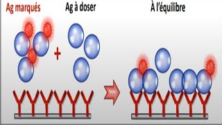 📍 Dosage radioimmunologique [upl. by Nothgiel]