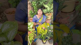 RRR Nursery part13 comedy shorts richakka [upl. by Nwahsirhc]