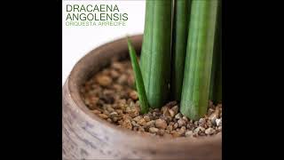 Dracaena angolensis full album [upl. by Jahdai]