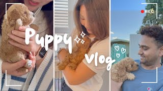 New puppy Vlog  Finding a reputable dog breeder In Sydney Australia [upl. by Ahsiekrats]