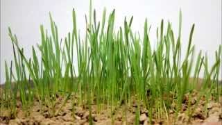 Wheat Growing Time Lapse [upl. by Esch]