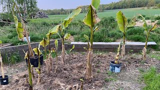 Banany Musa Basjoo po zimie w gruncie Colocasia pink china taro bananowiec musella lasiocarpa [upl. by Lap]