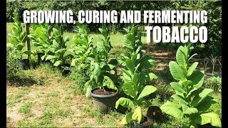 Growing Curing and Fermenting Tobacco Part II [upl. by Wells]