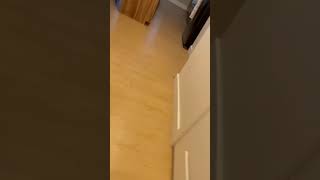 Orange Cat REACTS to owner coming home [upl. by Nera77]