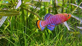 Ikan Hias Killifish Nothobranchius rachovii [upl. by Ahsyt]