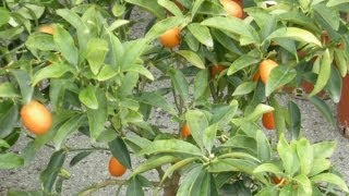 Mandarino cinese o kumquat rinvaso e concimazione [upl. by Luhar985]