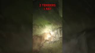 Ratting with terriers [upl. by Adnalay]