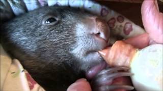 Baby Wombats Day [upl. by Lot]