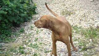 agressive hungarian vizslahungarian dog breedagresszív magyar vizslamagyar kutyafajta [upl. by Sparhawk]