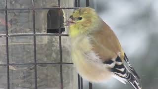 Chardonneret jaune avec un Plumage dhiver [upl. by Weitzman]