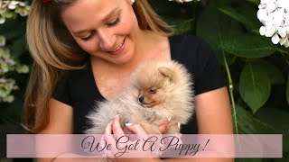 We got a Puppy  Tiny Pomeranian  Katie KALANCHOE [upl. by Amary]