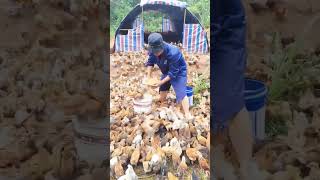 Real Chicken Farmer viral chicken farming shortsvideo [upl. by Quintin]