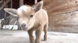 Baby goats clown for the camera [upl. by Ioab]