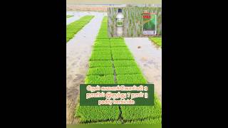 paddy herbicide 3 to 7 days  நெல் களைக்கொல்லி paddy herbicidesagriplantation [upl. by Padriac63]