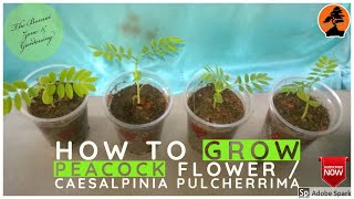 How to Grow Caesalpinia Pulcherrima  Peacock Flower  Red Bird of Paradise  21 Day Update [upl. by Abigael306]