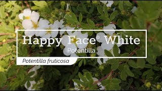 30 Seconds with Happy Face® White Potentilla [upl. by Vil811]