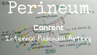 Perineum  11 Content  Internal Pudendal Artery  TCML  ENMEDER [upl. by Acirderf]